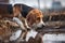 beagle examining a hole in the ground, scent discovery