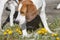 Beagle faces spring