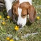 Beagle faces spring