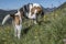 Beagle on a flowering mountain meadow