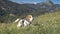 Beagle on a flowering mountain meadow