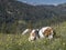 Beagle on a flowering mountain meadow