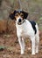 Beagle Fox Terrier mixed breed hunting dog