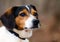 Beagle Fox Terrier mixed breed hunting dog