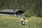 Beagle in front of alpine hut