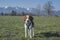 Beagle in front of the Benedictine massif