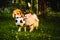 Beagle and german spitz klein playing together with football ball and running in green park garden