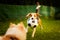 Beagle and german spitz klein playing together and running in green park garden outdoors in summer