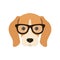 Beagle in glasses.