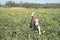 Beagle in globeflower meadow