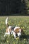 Beagle in globeflower meadow