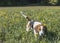 Beagle in globeflower meadow