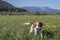 Beagle in globeflower meadow