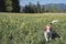 Beagle in globeflower meadow