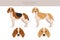 Beagle Harrier  all colours clipart. Different coat colors and poses set