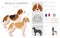 Beagle Harrier  all colours clipart. Different coat colors and poses set