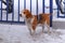 Beagle-Harrier Dog on a leash near a fence in the snow