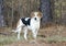 Beagle Harrier mixed Breed Hound Dog on leash