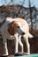 Beagle harrier puppy