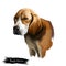 Beagle-Harrier scent hound breed dog digital art illustration isolated on white background. French origin medium-sized