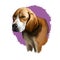 Beagle-Harrier scent hound breed dog digital art illustration isolated on white background. French origin medium-sized