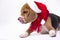 Beagle in the hat of Santa Claus