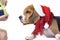 Beagle in the hat of Santa Claus