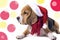 Beagle in the hat of Santa Claus