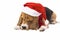 Beagle in the hat of Santa Claus