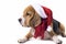 Beagle in the hat of Santa Claus