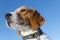 Beagle head on neutral sky background.
