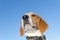 Beagle head on neutral sky background.