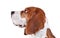 Beagle head on a white background