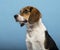 Beagle, headshot, blue background
