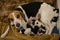 Beagle with her puppies