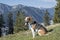 Beagle hikes to the Hochalm