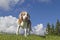 Beagle hiking in the mountains