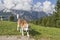 Beagle hiking in the mountains