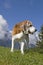 Beagle hiking in the mountains