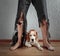 Beagle and his owner in torn pants and bitten feet.