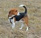 Beagle Hound