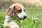 Beagle hound in the meadow