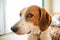 A Beagle hound mix lifestyle head portrait