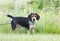 Beagle hound rabbit dog