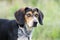 Beagle hound rabbit dog