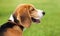 Beagle hunter dog on the grass