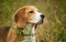 Beagle hunter dog lies quietly in the grass