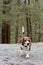 Beagle Hunting Dog