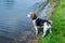 Beagle hunting dog at a lake