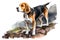 Beagle are hunting dog. Watercolor realistic illustration on a white background.